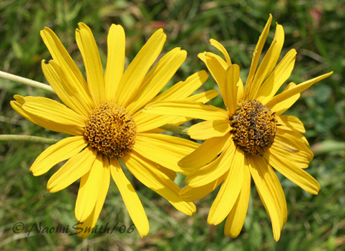 Helianthus #1822