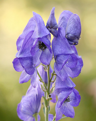 Monkshood - Aconitum carmichaelii Arendsii  #2989
