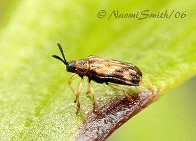 Sumitrosis inaequalis #2218