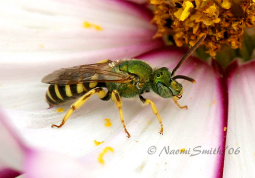 Agapostemon virescens #1407