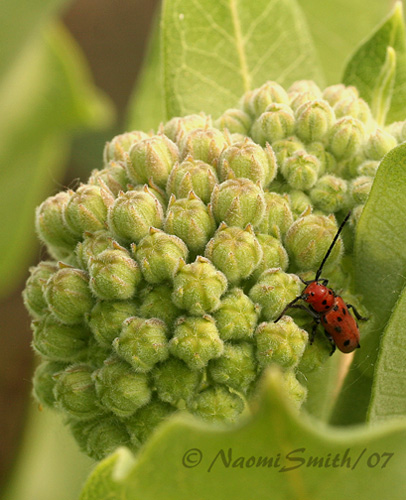 Red Milkweed Beetle JN7 #7548