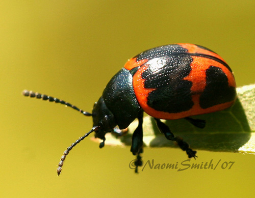 Swamp Milkweed Beetle JL7 #8461