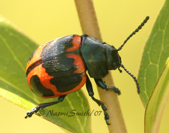 Swamp Milkweed Beetle JL7 #8466