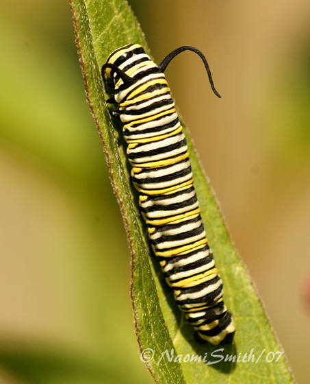 Monarch-Danaus plexippus Caterpillar JL7 #8491