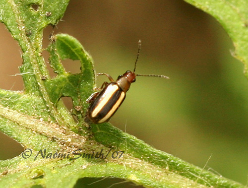Systena blanda - Palestriped Flea Beetle  JL7 #9183