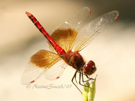 Band-winged Meadowhawk AU7 #2278