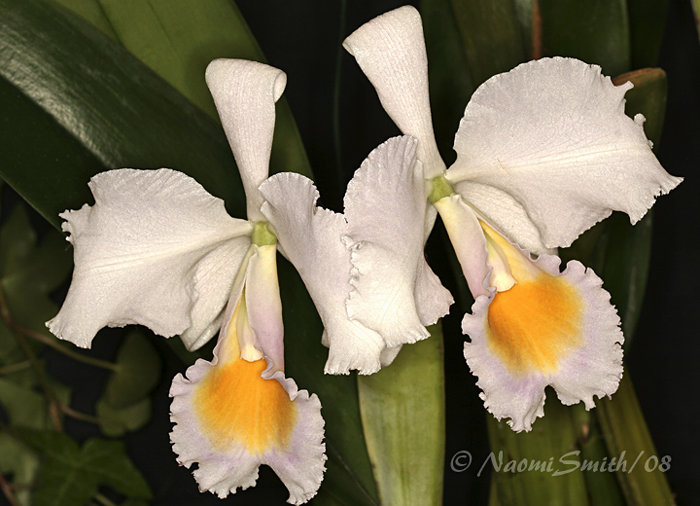 Cattleya schroderae F8 #6984