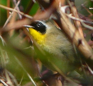 Yellow Throat{Q}.jpg