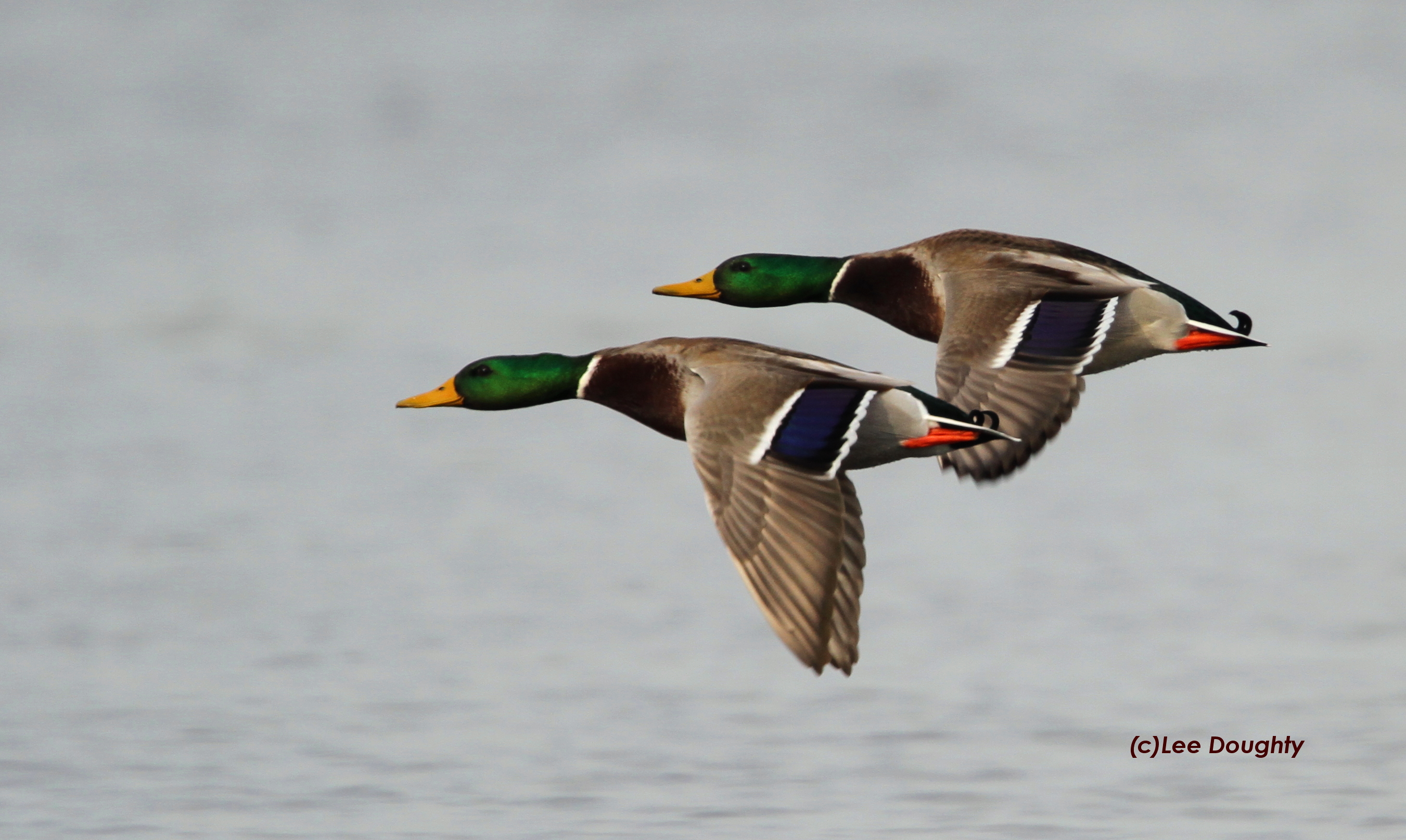 Mallards