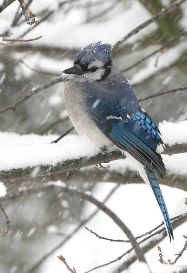 Blue Jay - First Snowfall