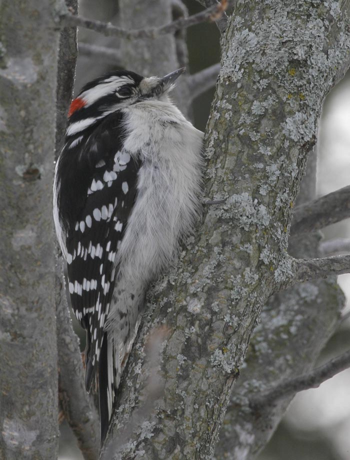 Downey Woodpecker-Male