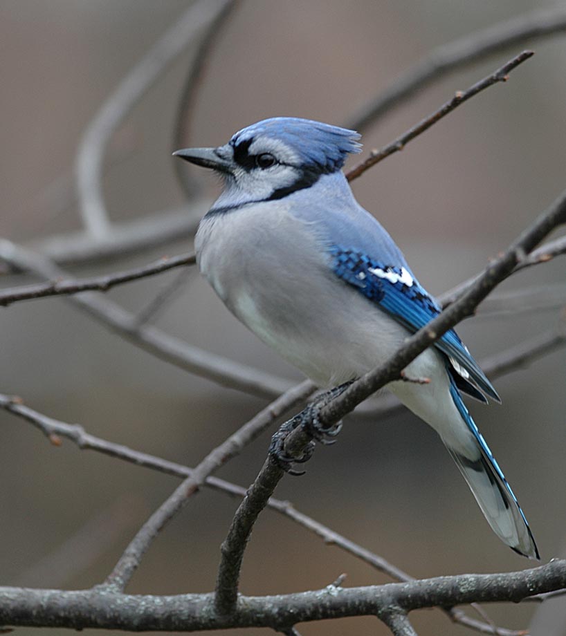 Blue Jay