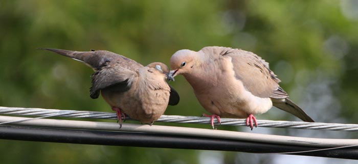 Mourning Doves in Love