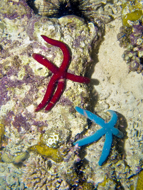 Blue & Red Linkia
