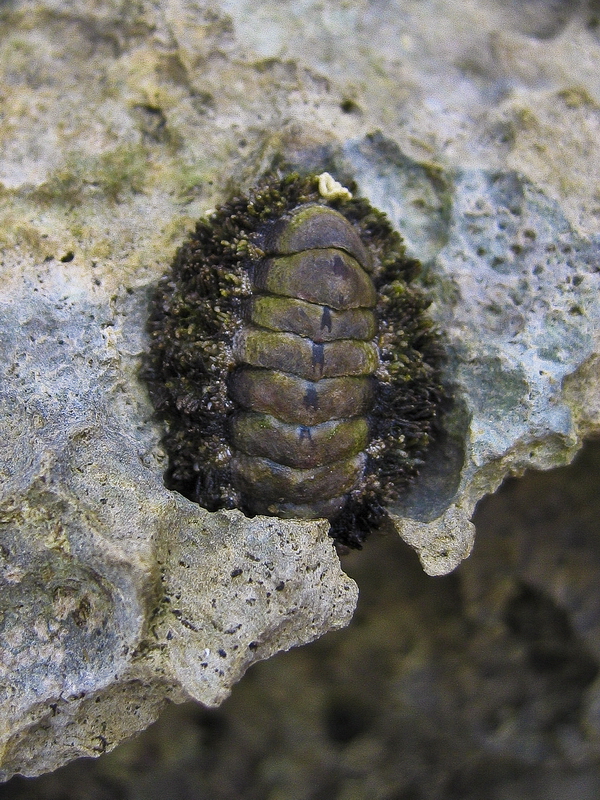 Chiton at Low Tide