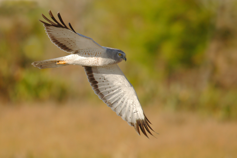 Northern Harrier (male)
