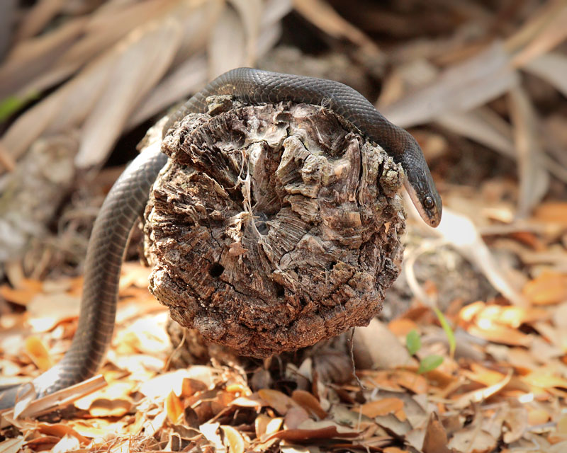 Black Racer Snake