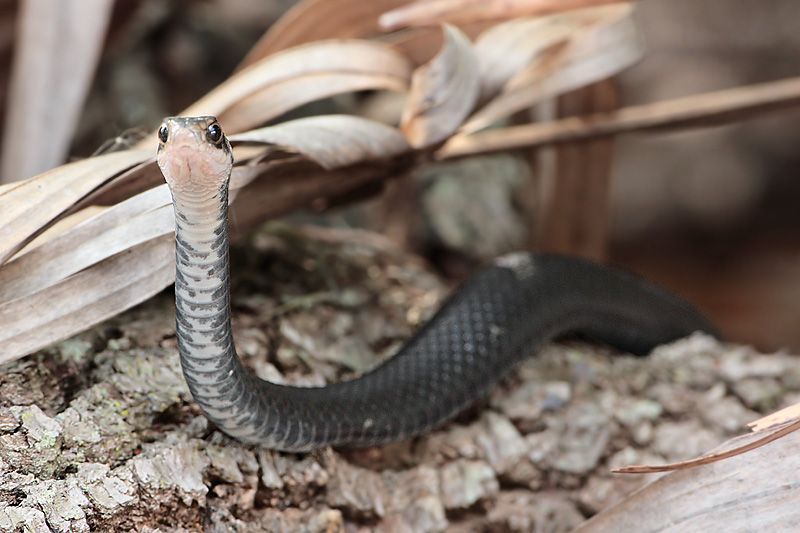 Black Racer Snake