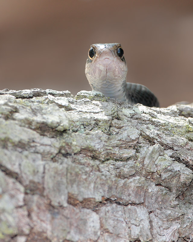 Black Racer Snake
