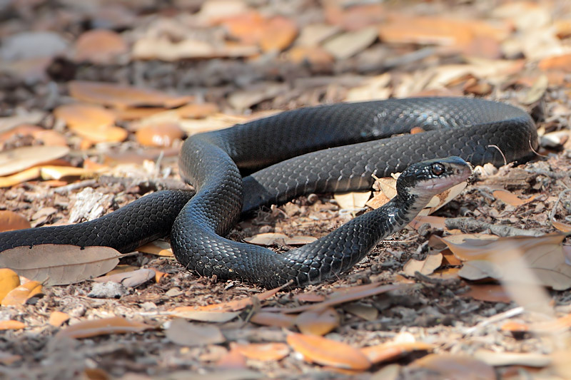 Black Racer Snake