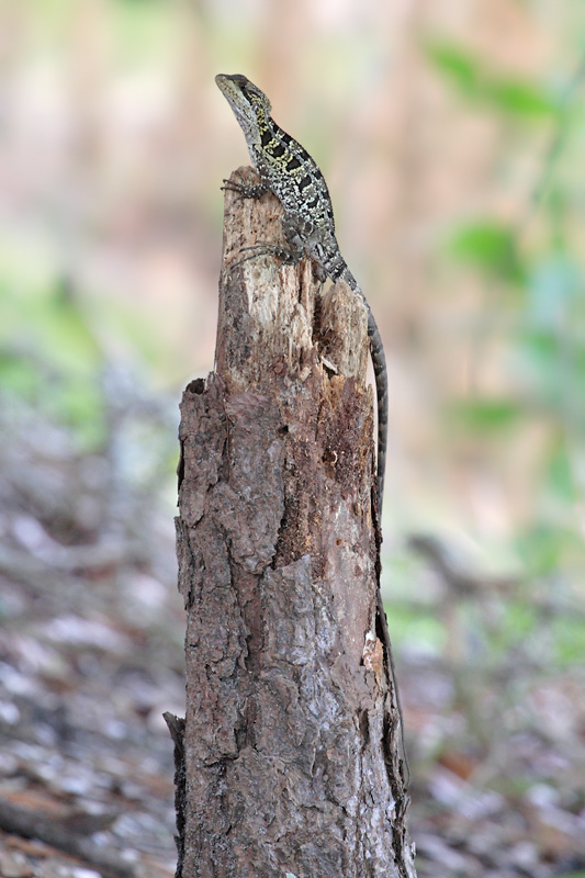 Brown Basilisk