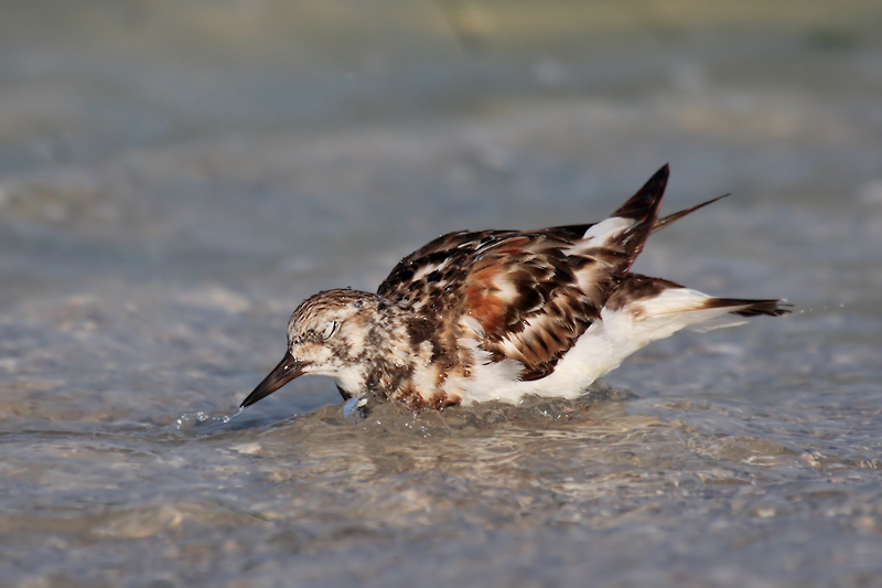 Ruddy Turnstone