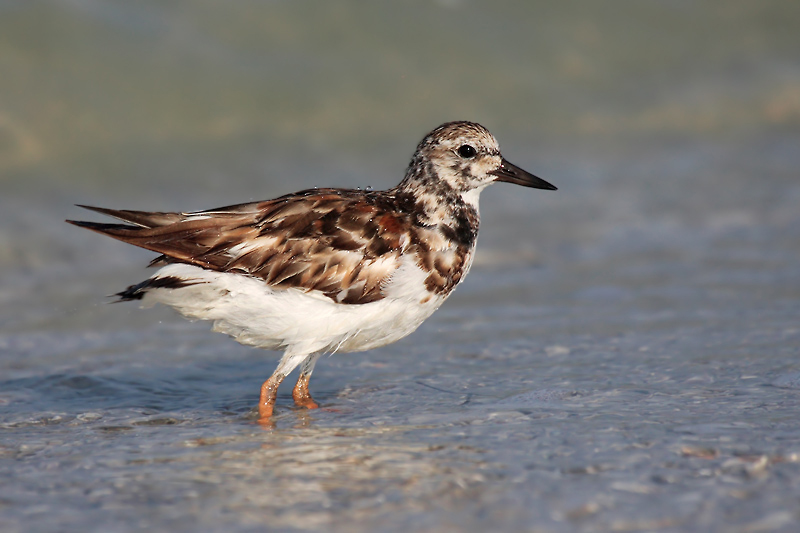 Ruddy Turnstone