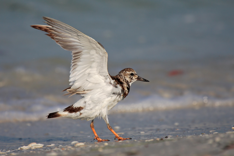 Ruddy Turnstone