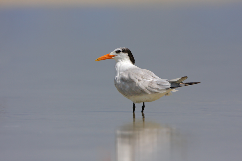 Royal Tern