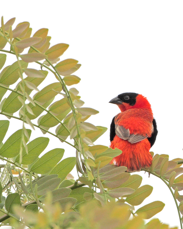 Orange Bishop (Obispo Anaranjado)