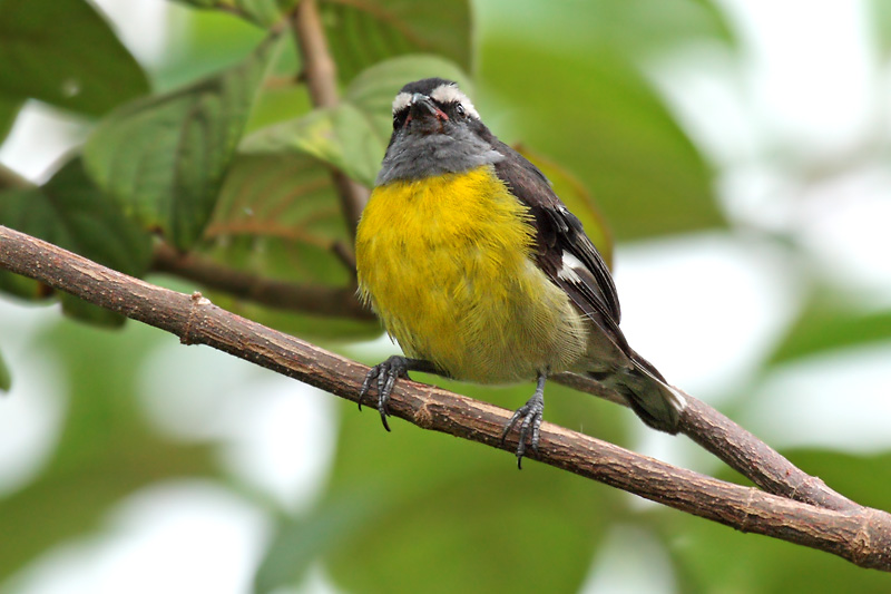 Bananaquit (Reinita Comn)