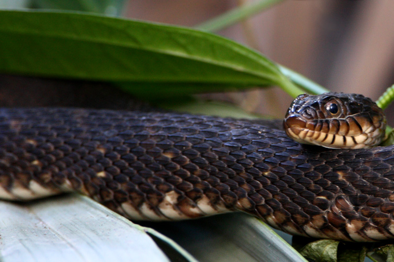Banded watersnake
