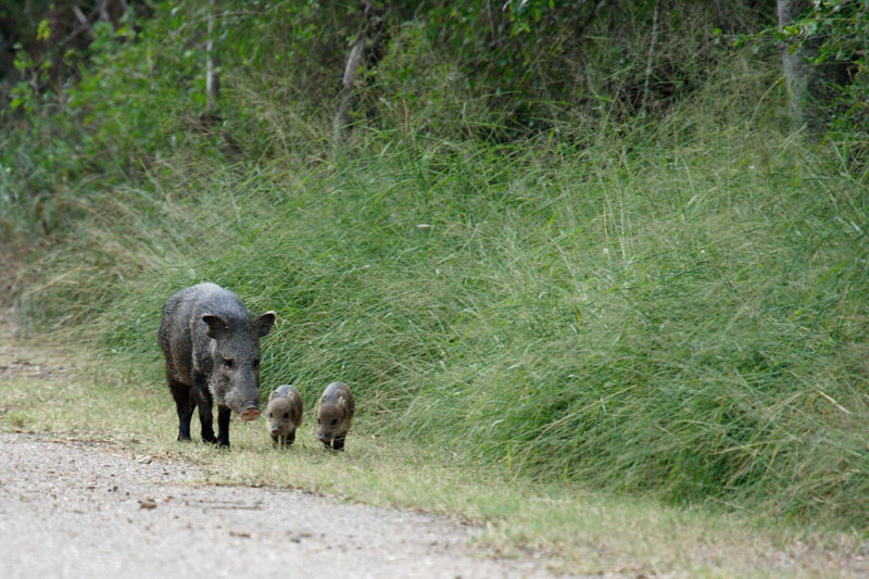 Javelina