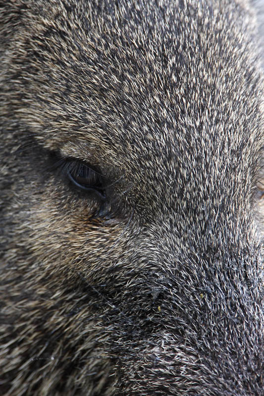 Javelina