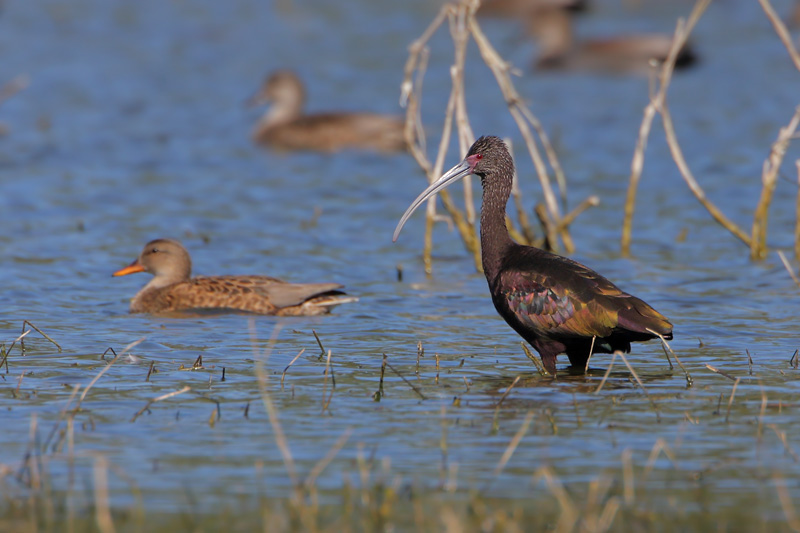 White-faced Ibis