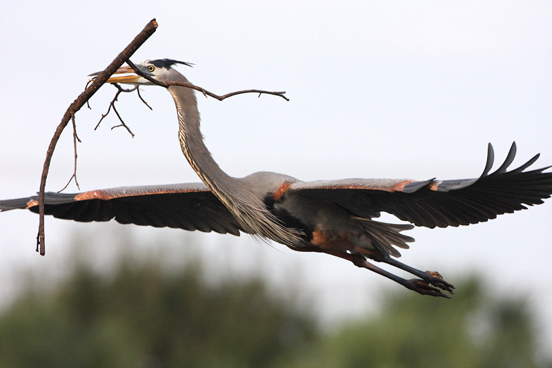 Great Blue Heron with Nesting material
