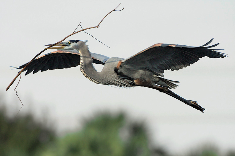 Great Blue Heron with Nesting material