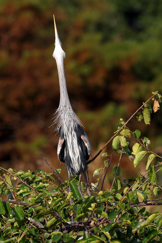 Great Blue Heron