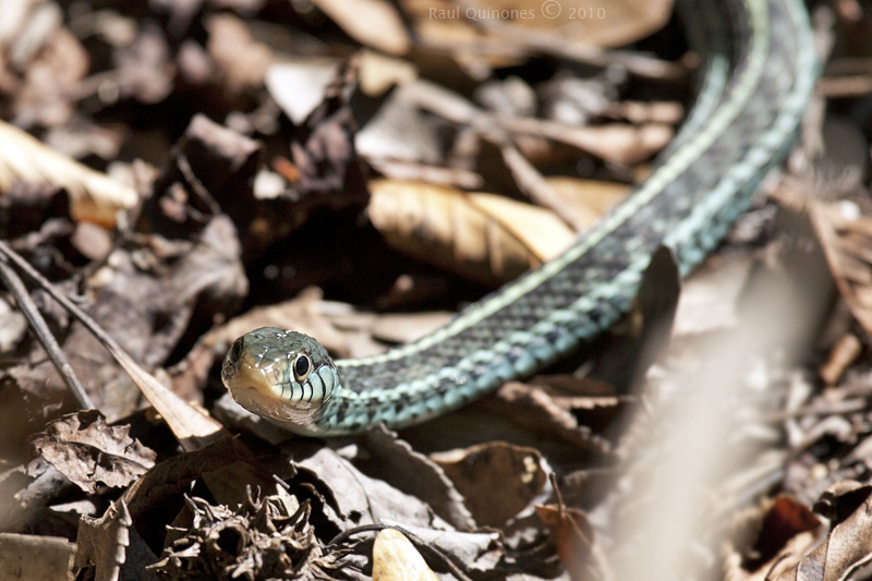 Garter Snake