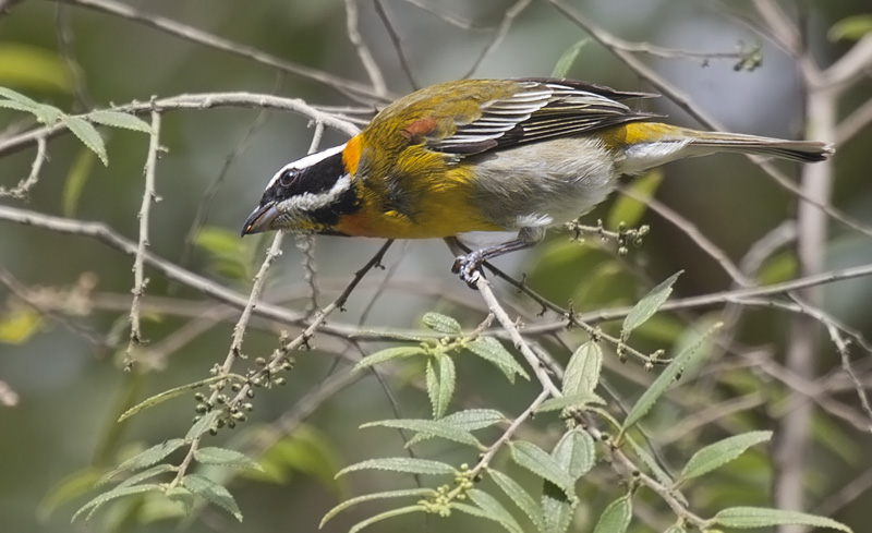 Puerto Rican Spindalis (Reina Mora)