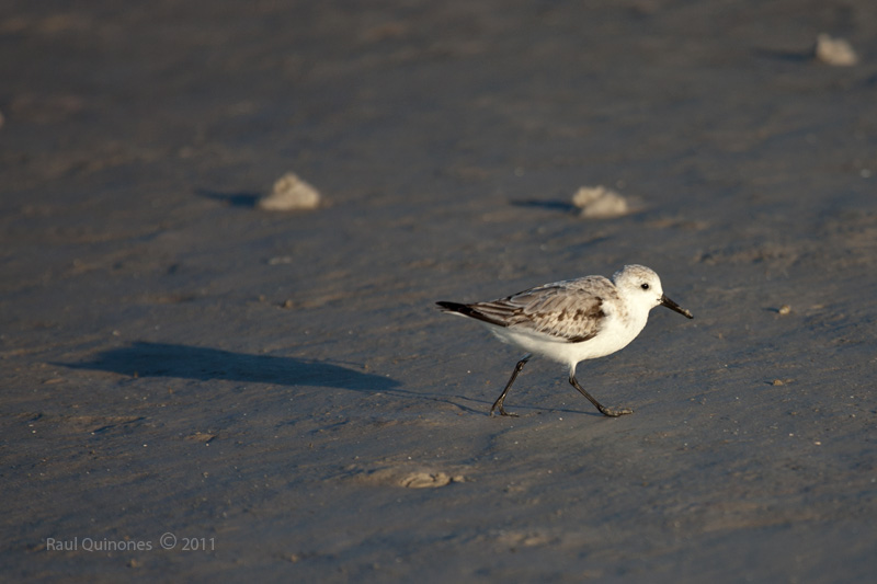 Sanderling