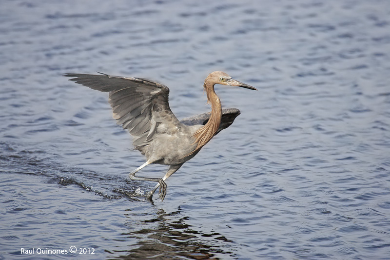 Reddish Egret