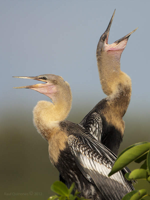 Anhinga inmature