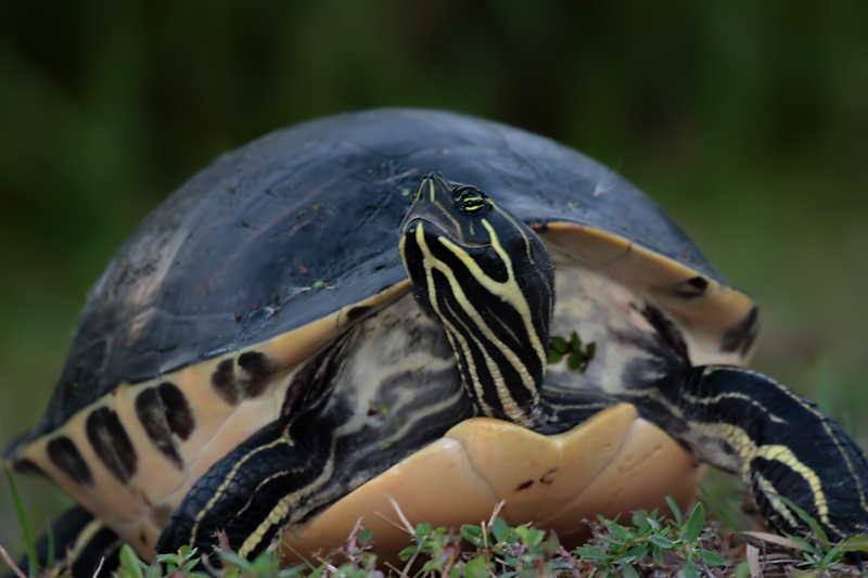 Red-bellied Turtle