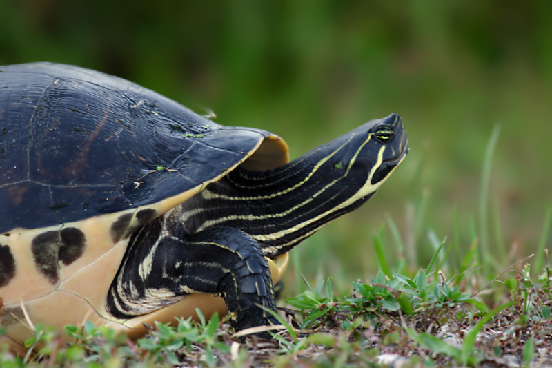 Red-bellied Turtle