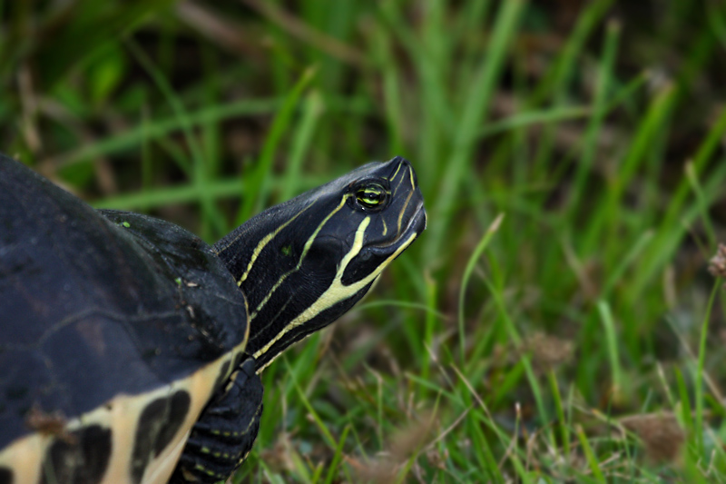 Red-bellied Turtle