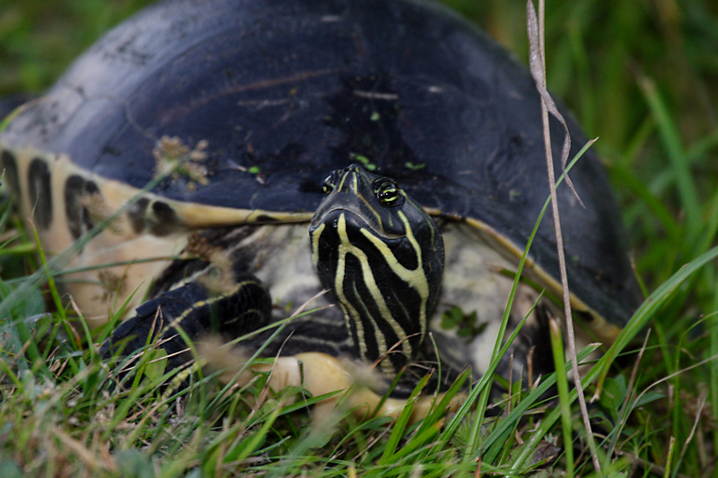 Red-bellied Turtle