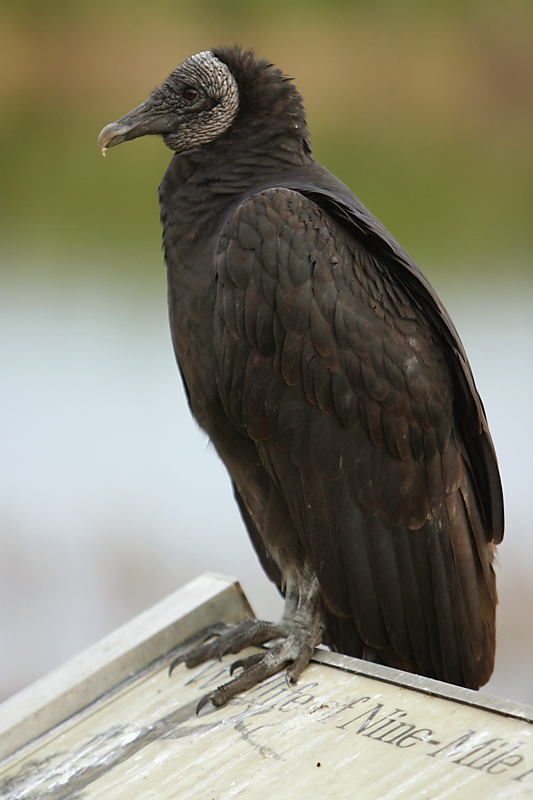 Black Vulture