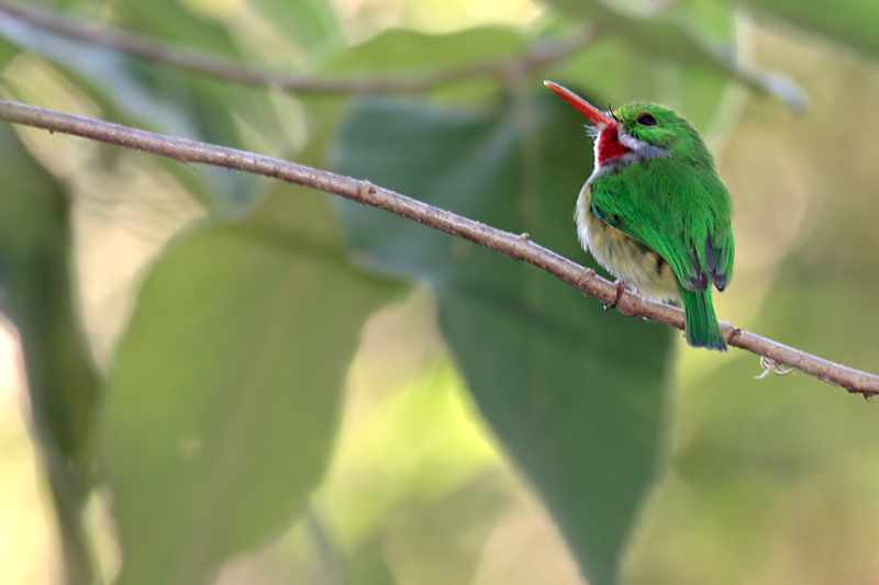 Puerto Rican Tody (San Pedrito)