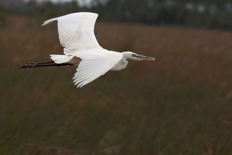 Great Blue Heron (white morph)
